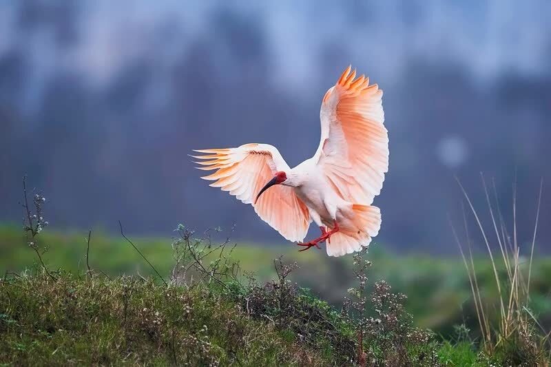mengenal-burung-ibis-jambul-jepang-pernah-diambang-kepunahan-2958432