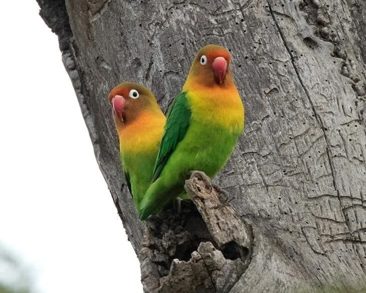 mengenal-lebih-jauh-lovebird-kacamata-fischer-agapornis-fischeri-4440785