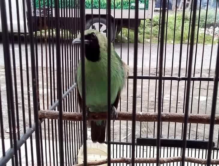 penyebab-cara-mengatasi-cucak-ijo-sering-didis-di-arena-lomba-9769960