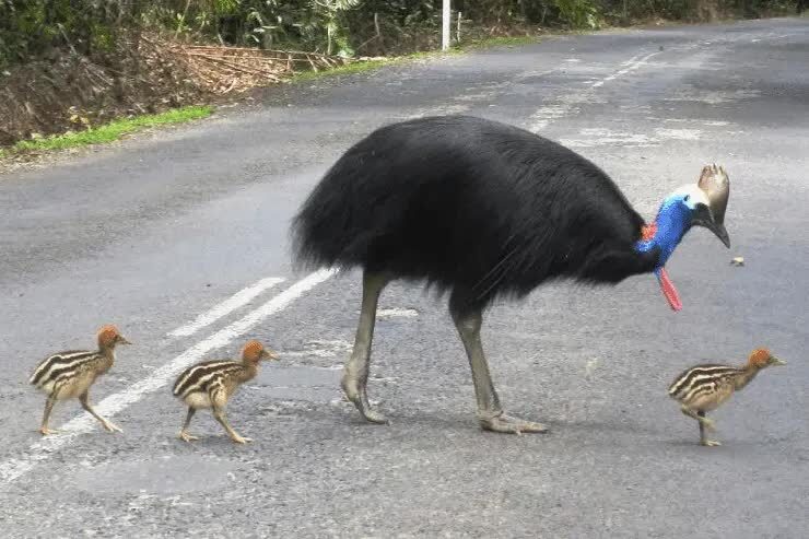 proses-perawatan-anak-kasuari-4912488