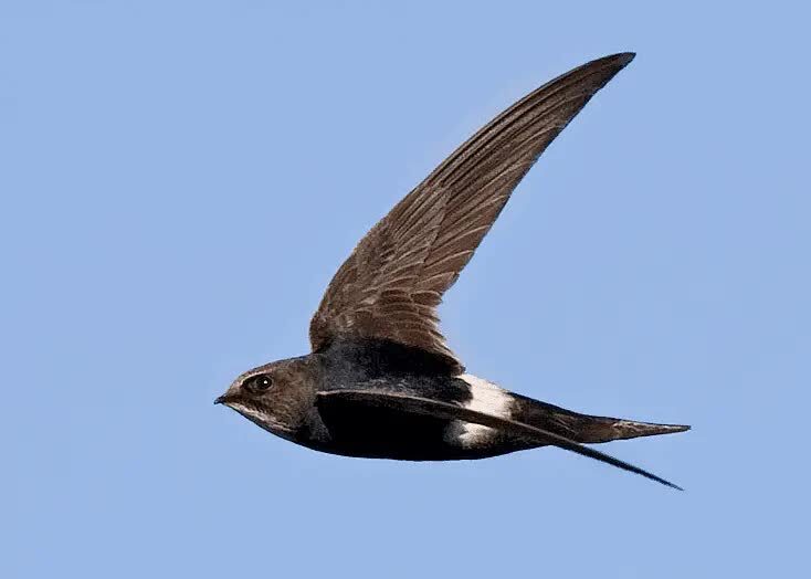 spine-tailed-swift-3277436