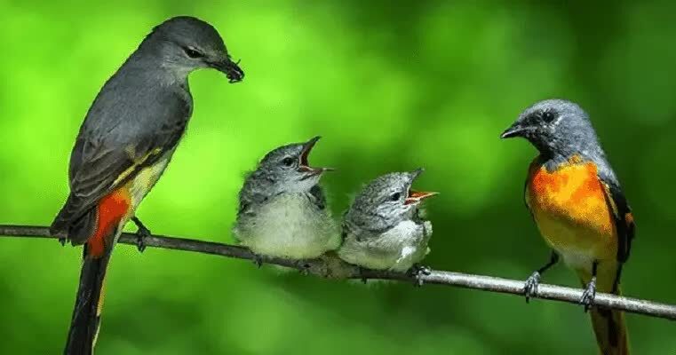 tips-memilih-bakalan-burung-tledekan-3557296