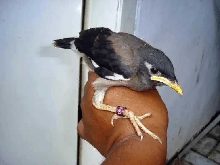 tips-mudah-menjinakkan-burung-jalak-nias-yang-liar-6040583