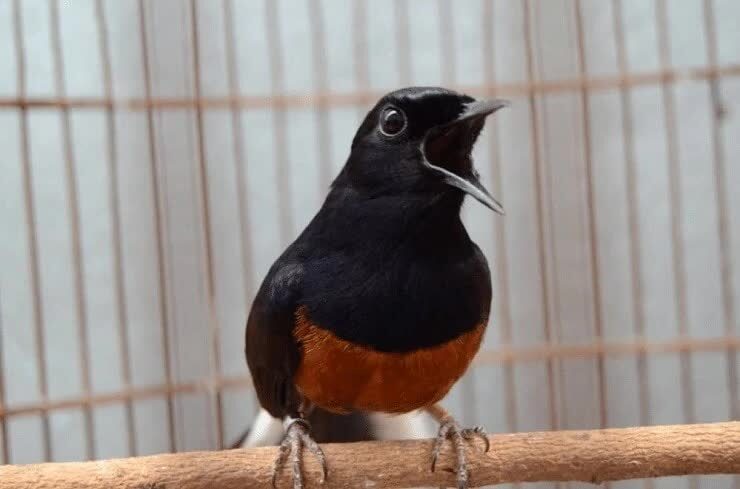 tips-dan-cara-mengenali-burung-murai-batu-pancingan-paling-mudah-7788846