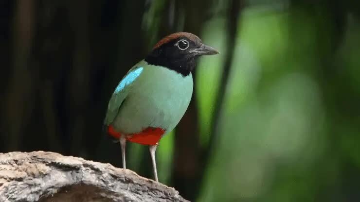 burung-paok-hijau-2775589