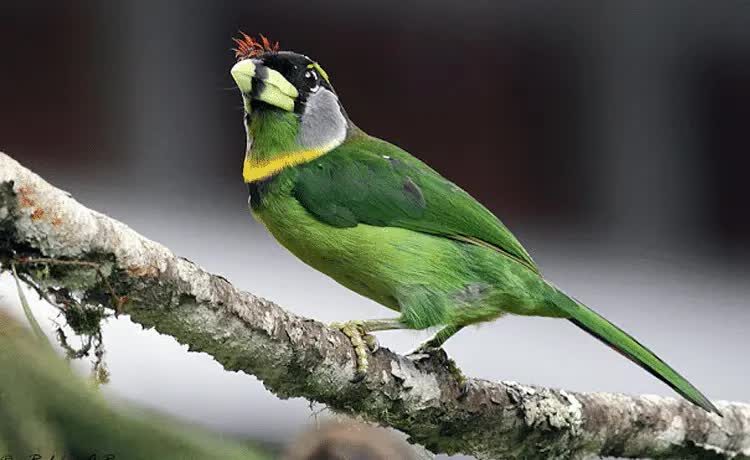 burung-takur-api-1850923