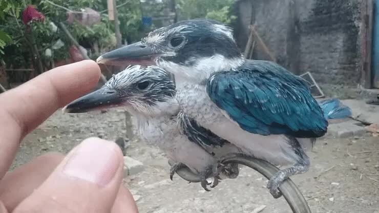 cara-meloloh-anakan-burung-cekakak-8346313