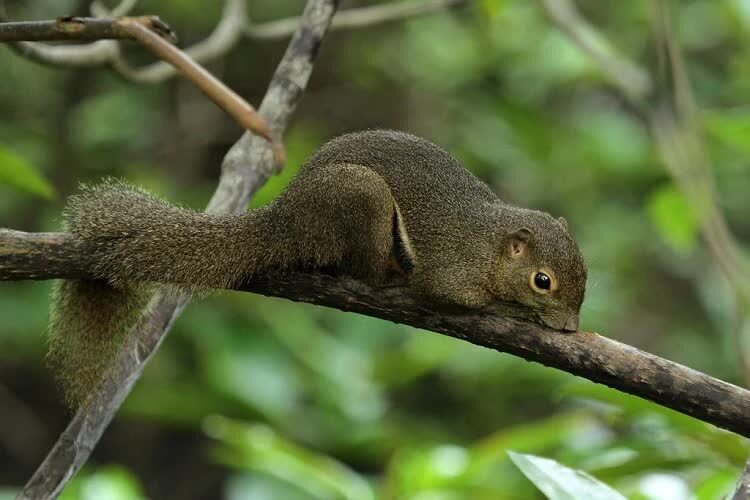 cara-memelihara-tupai-kelapa-agar-bisa-cepat-jinak-4400790