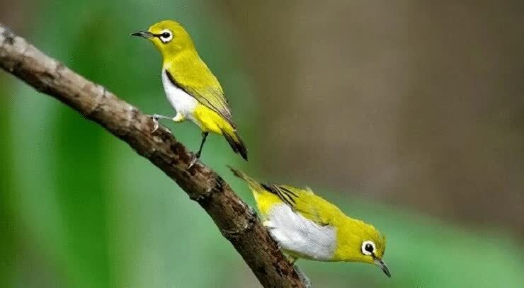 cara-mempercepat-burung-pleci-agar-ngerol-4923087