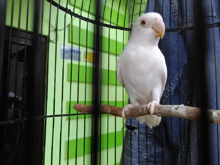 cara-mencetak-lovebird-albino-mata-merah-9637493