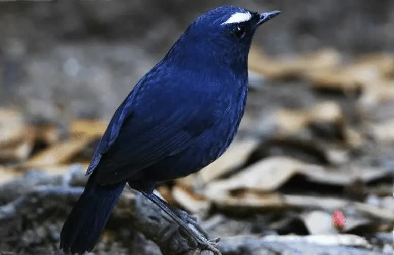 cara-merawat-anakan-burung-cingcoang-biru-1406807