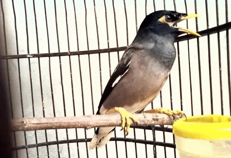 cara-mudah-mengatasi-burung-jalak-nias-macet-bunyi-2703705