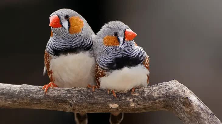ciri-burung-zebra-finch-serta-perbedaan-jantan-dan-betina-1030893