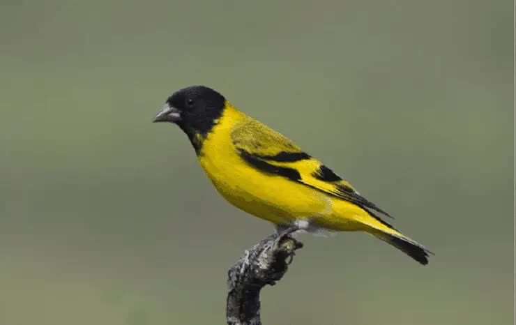 ciri-ciri-burung-eurasian-siskin-2332122