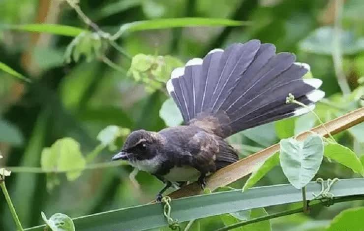 ciri-fisik-burung-kipasan-londo-3860613