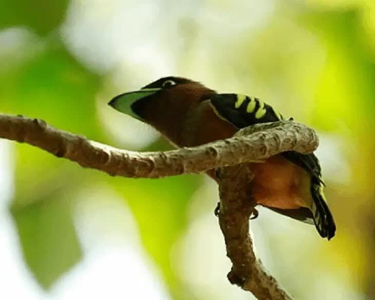 ciri-fisik-burung-sempur-hujan-rimba-dan-daerah-persebarannya-1552213