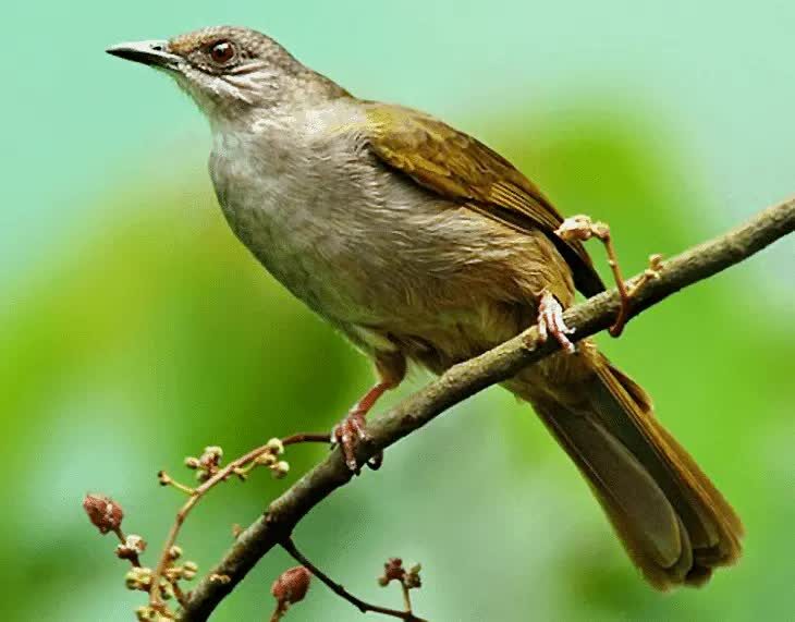 ciri-khas-burung-merbah-belukar-9604558