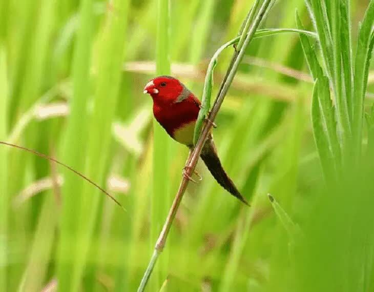 ciri-khas-burung-pipit-matari-8042450