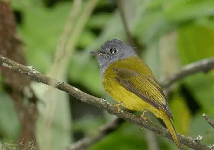 ciri-khas-burung-sikatan-kepala-abu-8243103