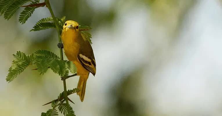 inilah-cara-merawat-burung-sirtu-agar-bisa-gacor-5010122