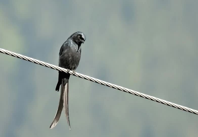 karakteristik-burung-srigunting-dan-macam-jenisnya-8231581