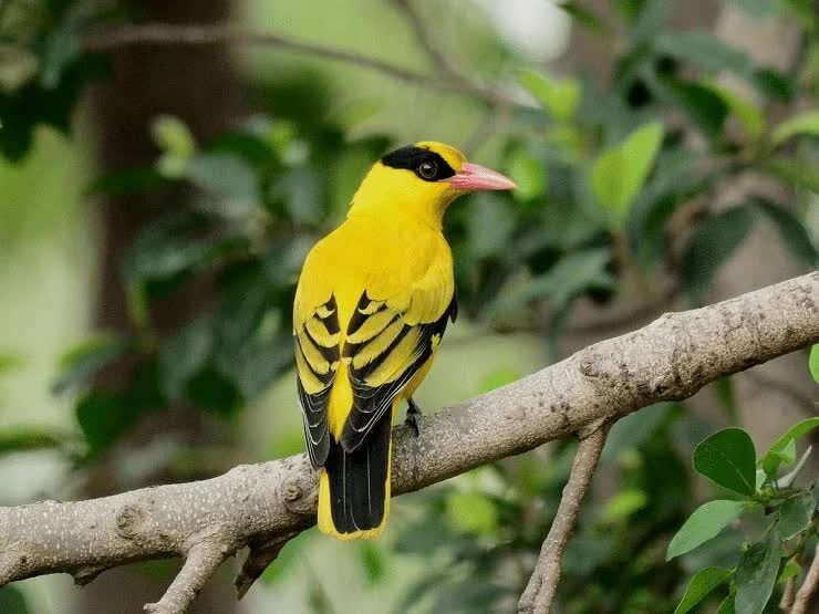 kebiasaan-hidup-burung-kepudang-kuduk-hitam-1927501