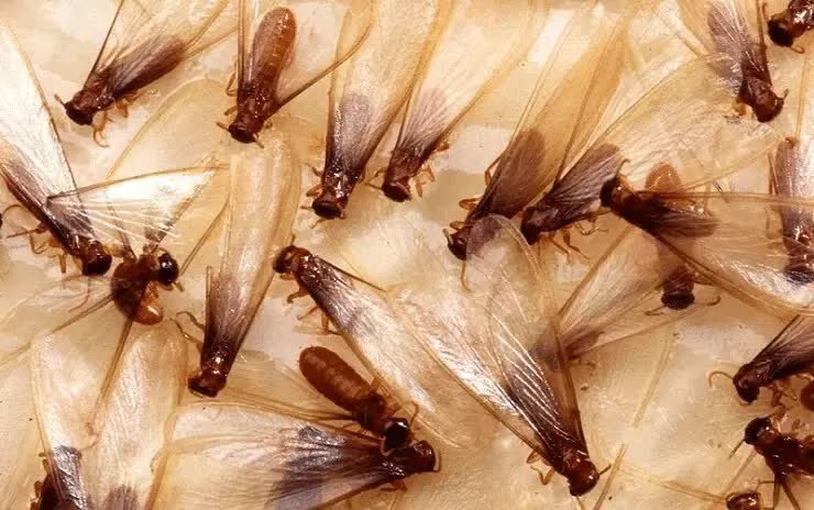 manfaat-laron-untuk-burung-kicauan-8278131