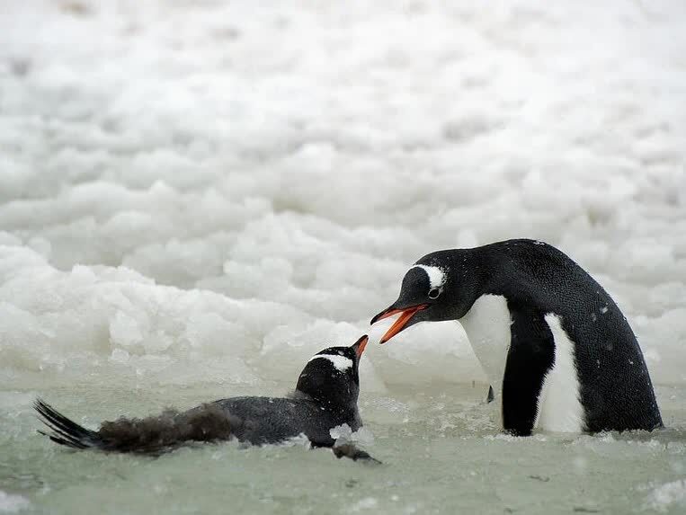 mengenal-burung-penguin-gentoo-perenang-tercepat-di-dunia-8840053