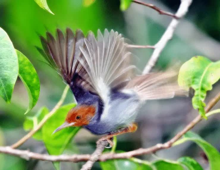 penjemuran-burung-ciblek-8656753