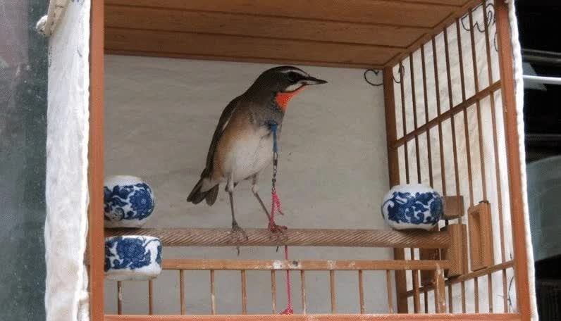 perawatan-berkecet-leher-merah-7123128