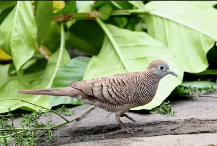 perawatan-burung-perkutut-mabung-5597395