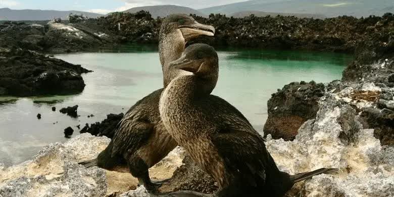 perilaku-burung-pecuk-3553516