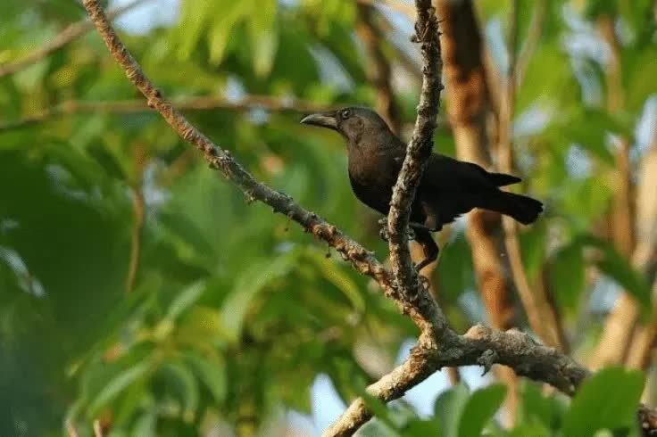 populasi-gagak-banggai-6466735