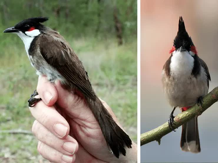 sexing-burung-merbah-jambul-8682118