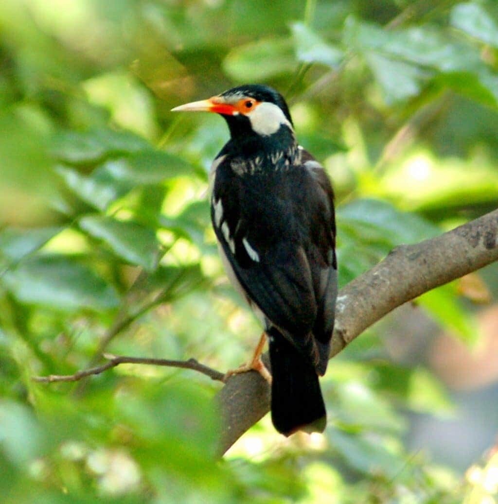 1-mengenal-lebih-dekat-jenis-burung-jalak-suren-8543970