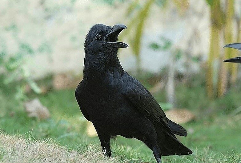 2-jenis-burung-gagak-dan-ciri-khas-yang-dimilikinya-5350472