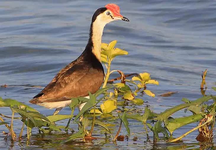 2-jenis-burung-yang-hidup-di-rawa-dan-karakteristiknya-1803080