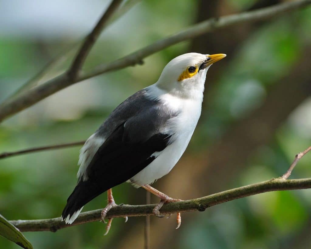 2-tips-yang-perlu-diperhatikan-sebelum-membeli-burung-jalak-putih-1024x819-5973126