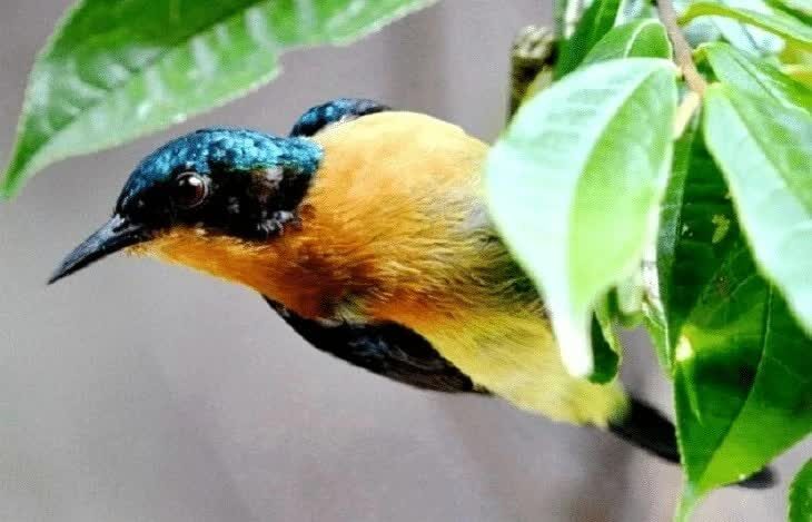 3-jenis-kolibri-yang-paling-bagus-suaranya-untuk-masteran-8503946