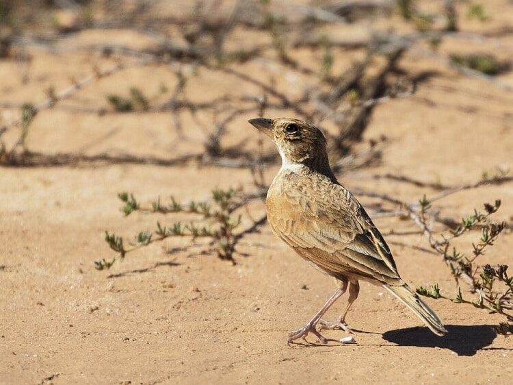 burung-branjangan-mirafra-javanica-5547682