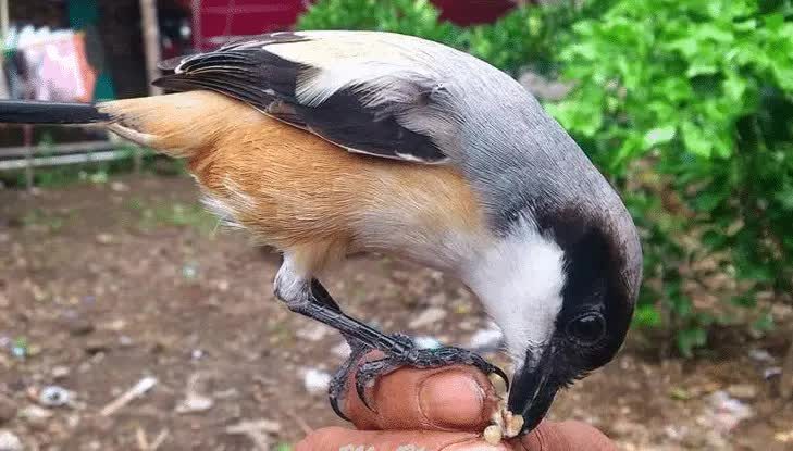 burung-cendet-6130187