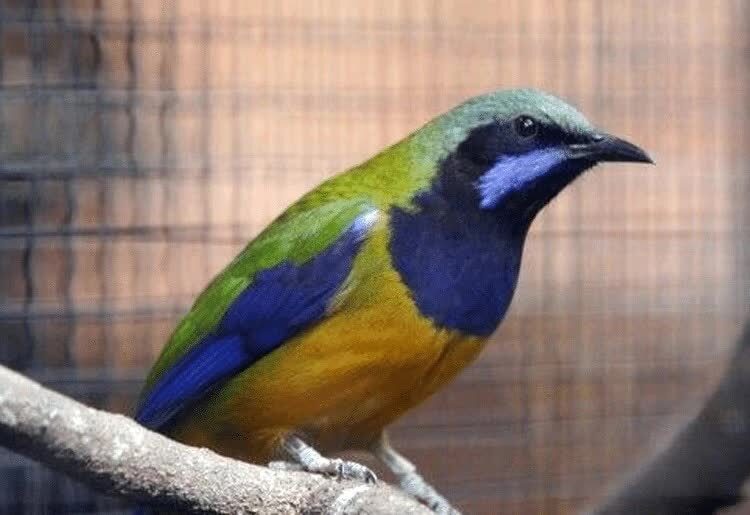 burung-cucak-cungkok-9336517