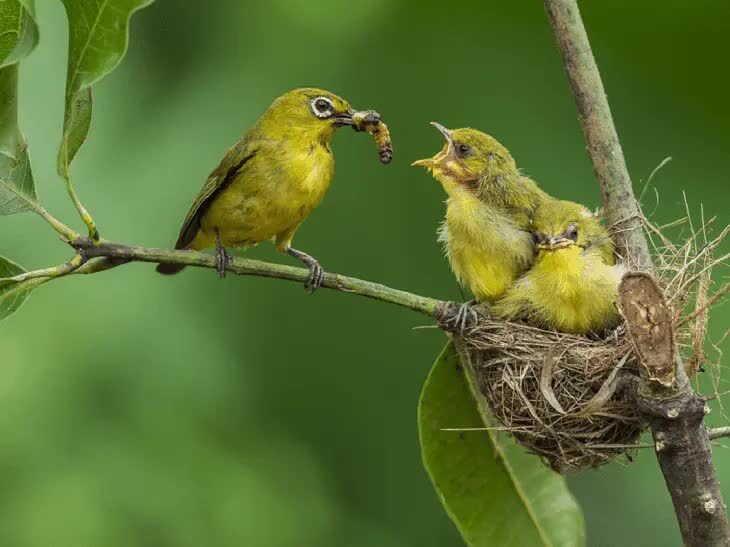burung-kacamata-jawa-8505338