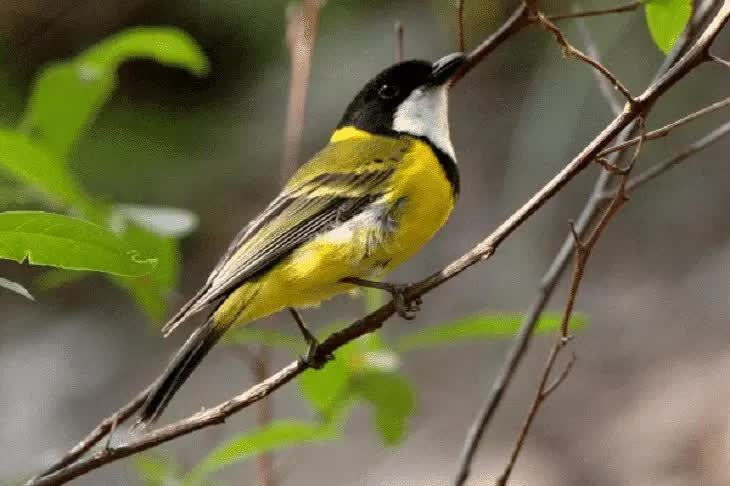 burung-kancilan-emas-2340472