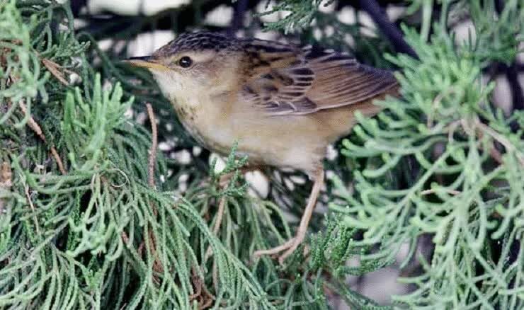 burung-kecici-belalang-5987028