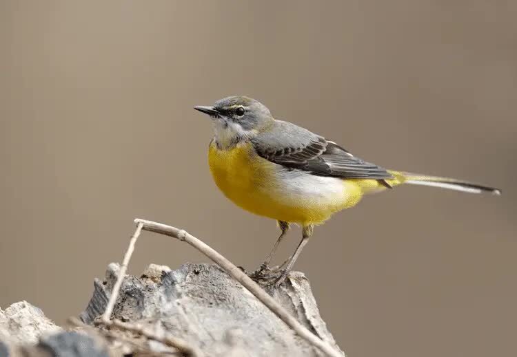 burung-kicuit-batu-2624507