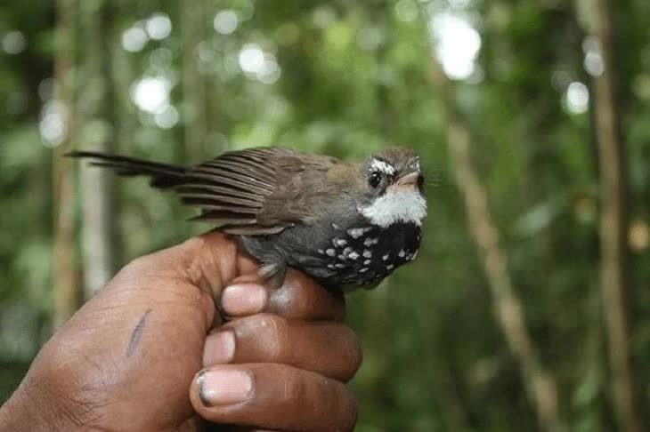 burung-kipasan-semak-bayan-4732402