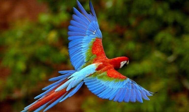 burung-macaw-e1487833044306-8694541