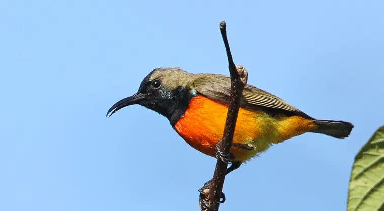 burung-madu-sumba-7259007