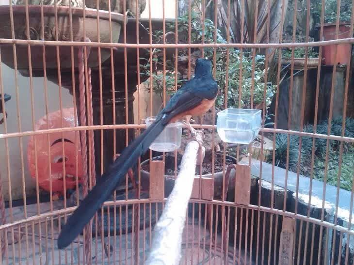 burung-murai-batu-dorong-ekor-1623894